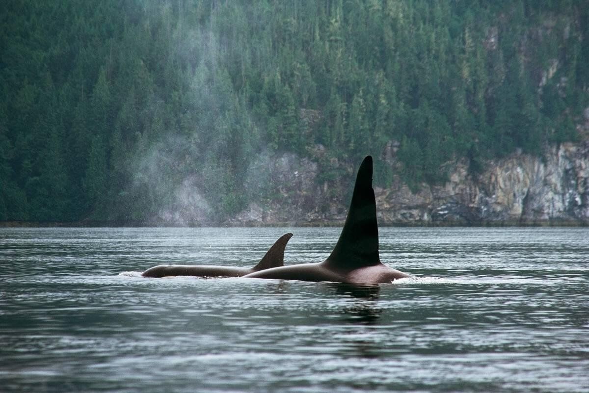 Two orca fins stick above the water