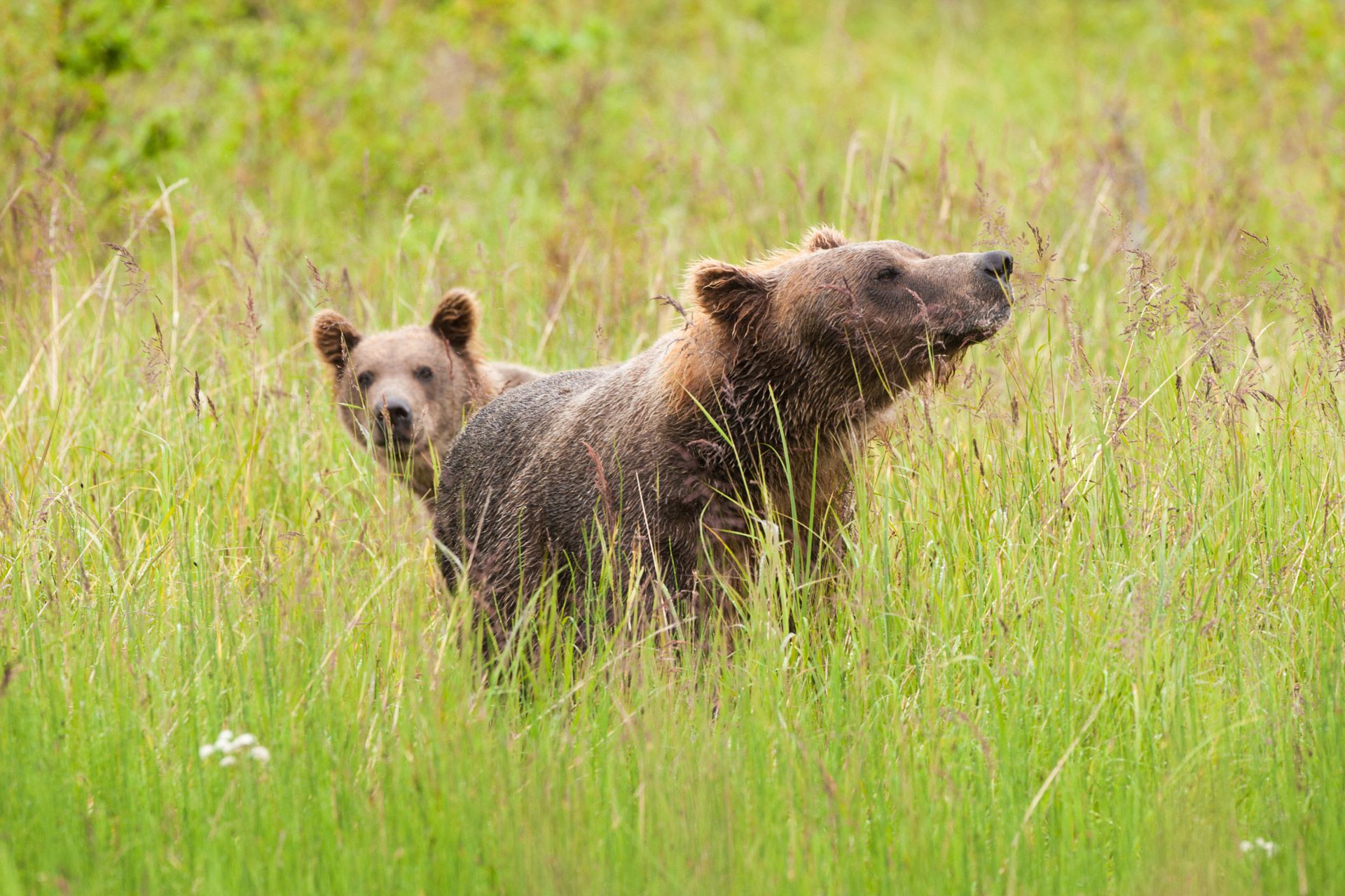 Two bear cubs sniff the air amongst long grass