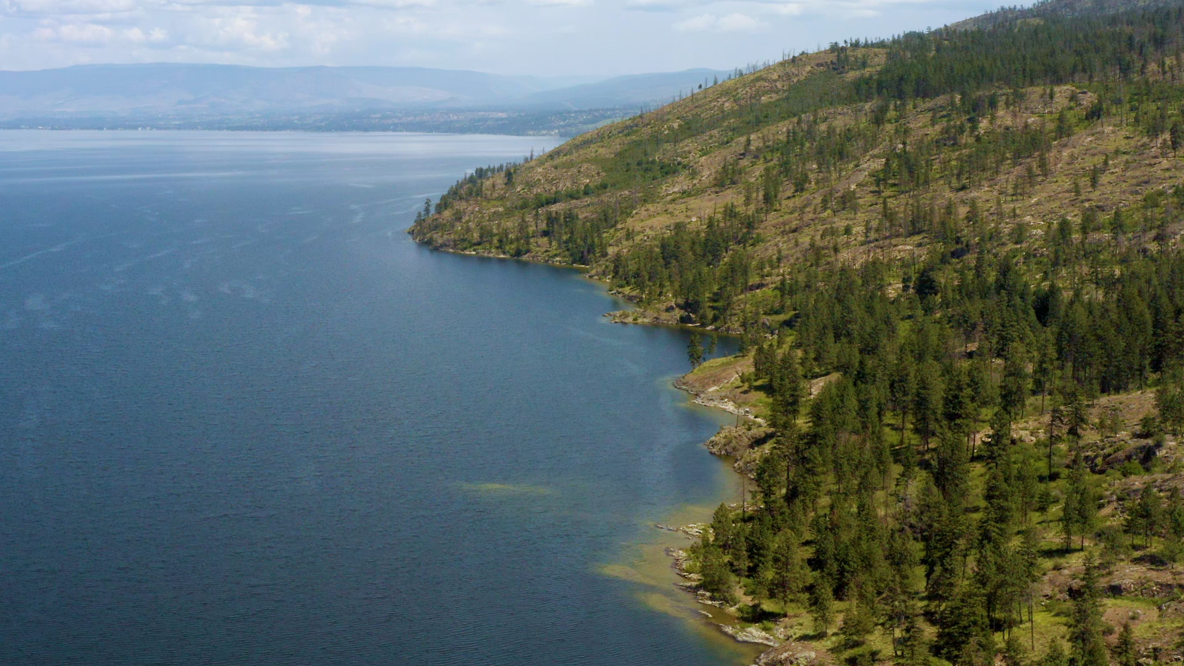 A forested hillside sloping down to a calm sea