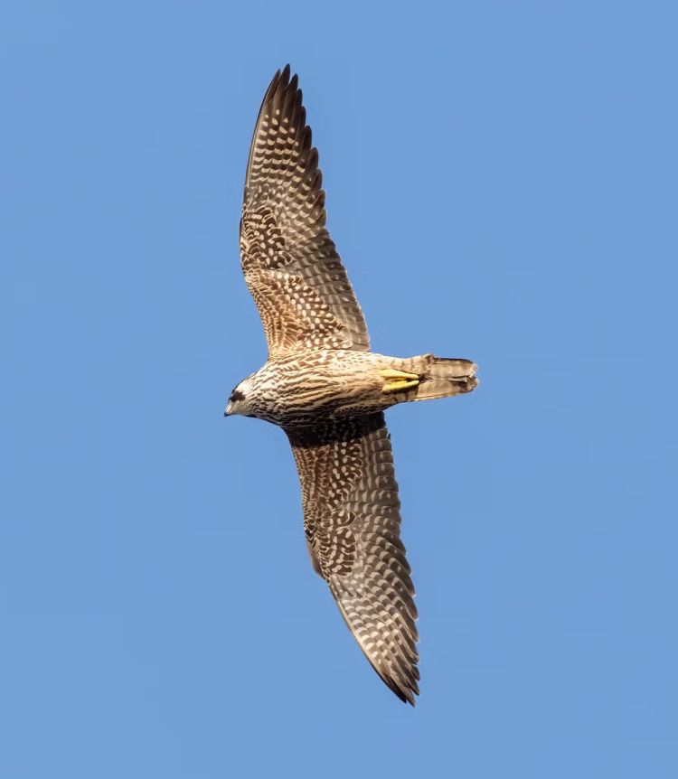 A hawk soars in above blue sky