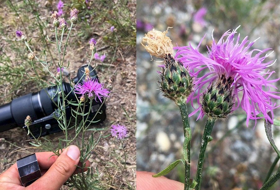 Spotted knapweed growing in Nancy Greene and Premier Lake Provincial Parks by Jason Headley 