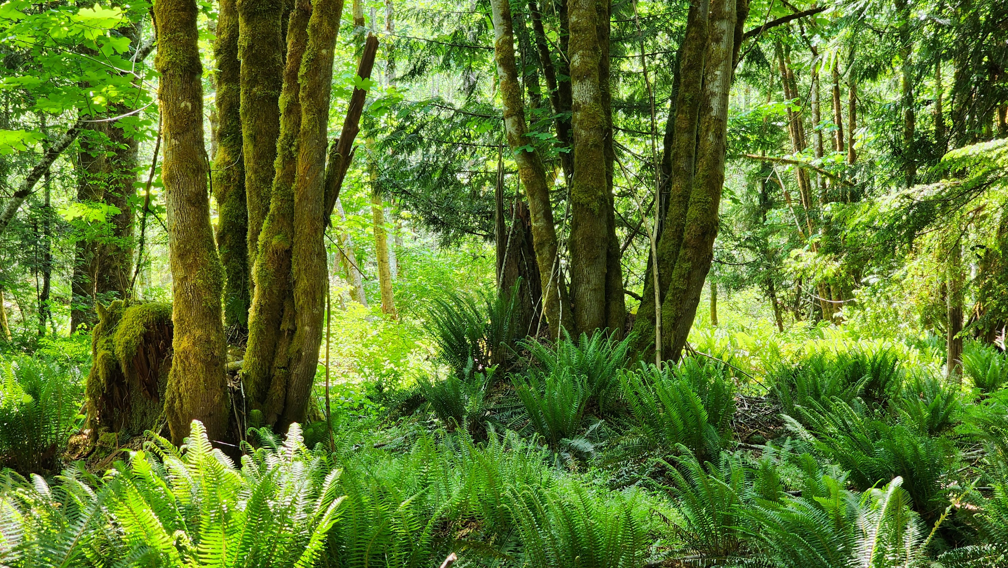 Trees and lush forest