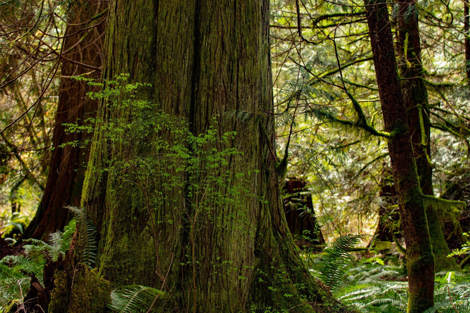 Large moss-covered cedar tree surrounded by lush coastal rainforest and ferns.
