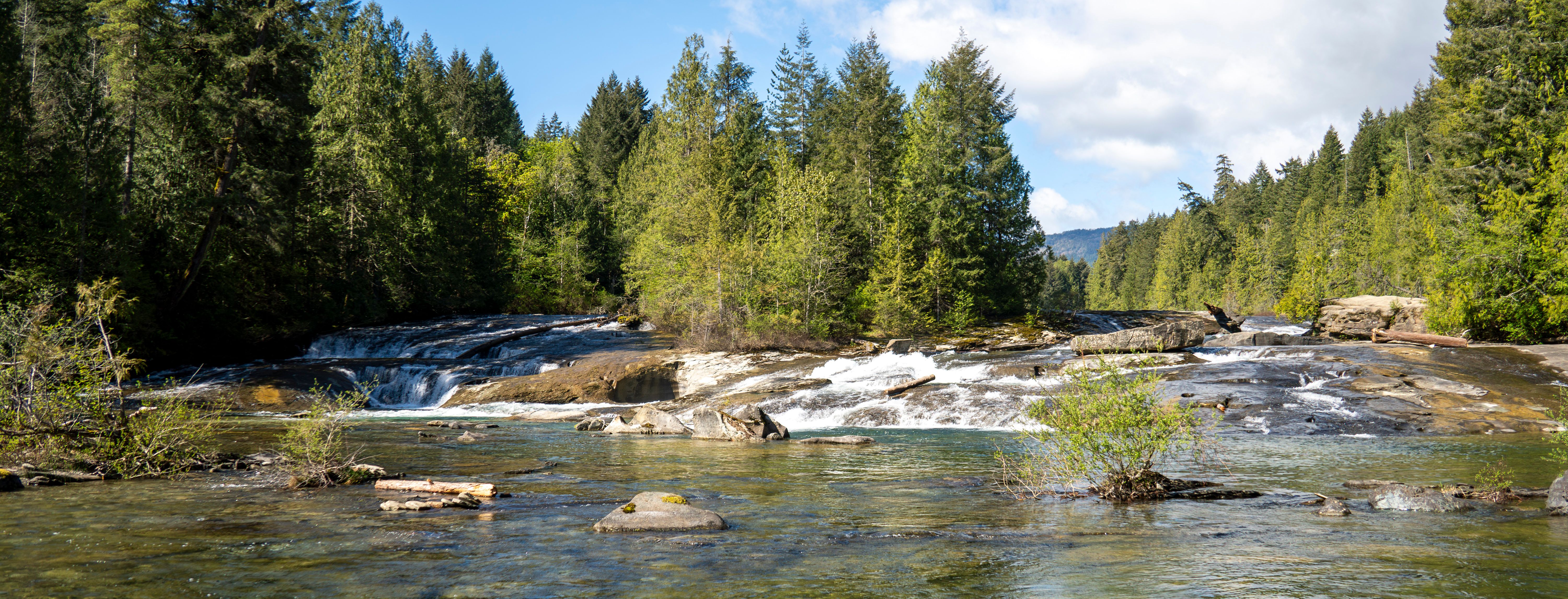 Forest and river in Puntledge Forest