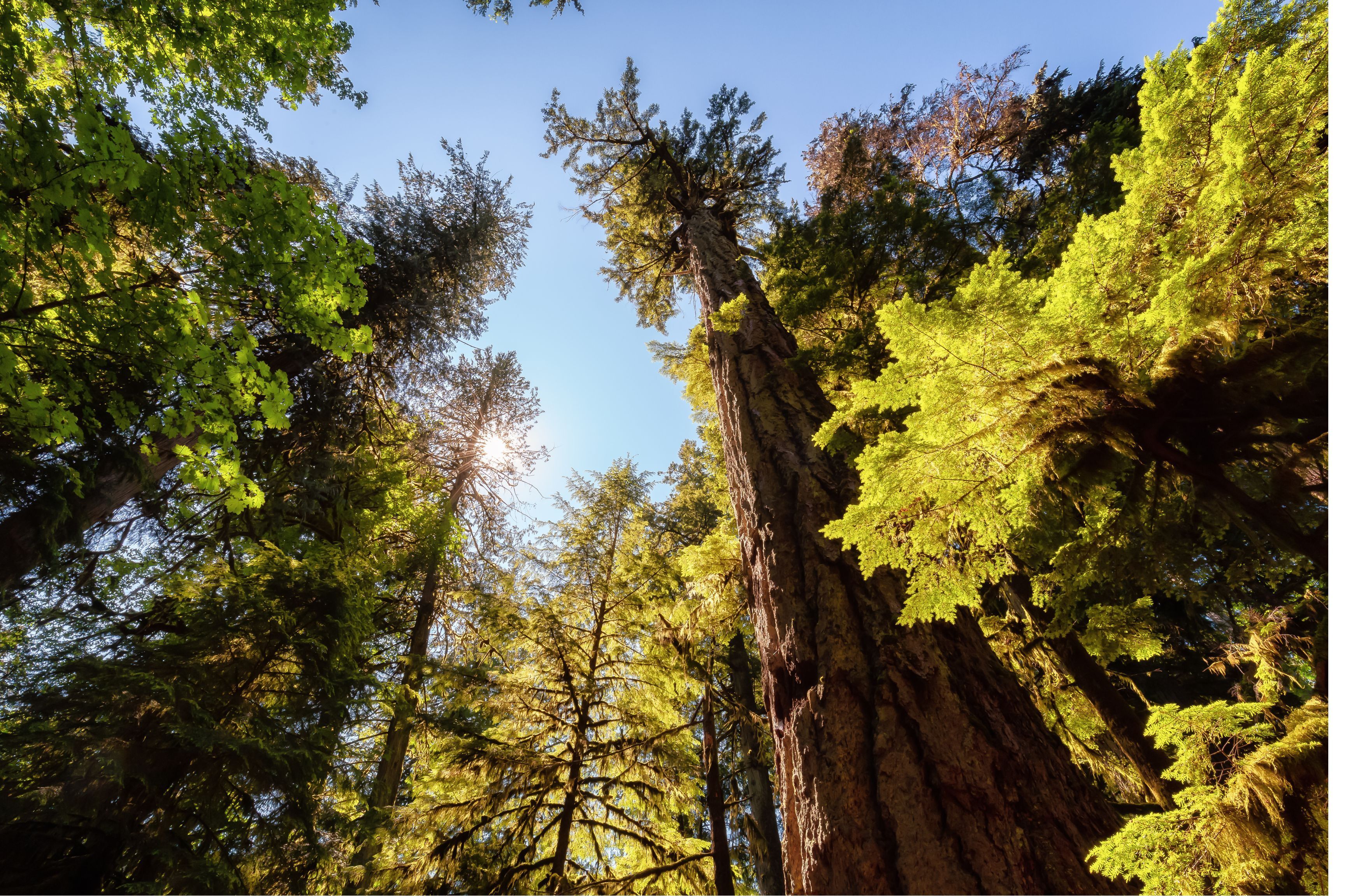 A shot from the ground, looking up towards large old growth trees