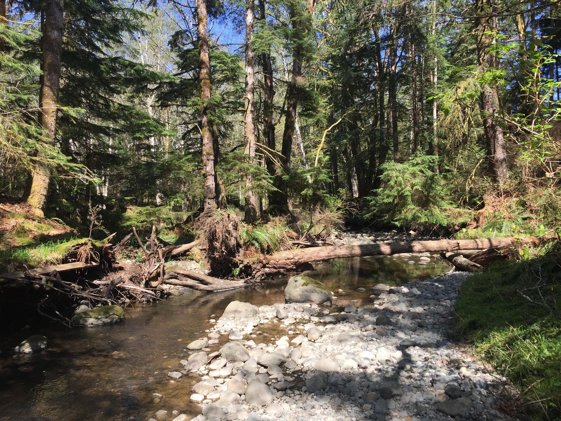 Rocky forest stream with a fallen log crossing the water beneath tall evergreen trees.