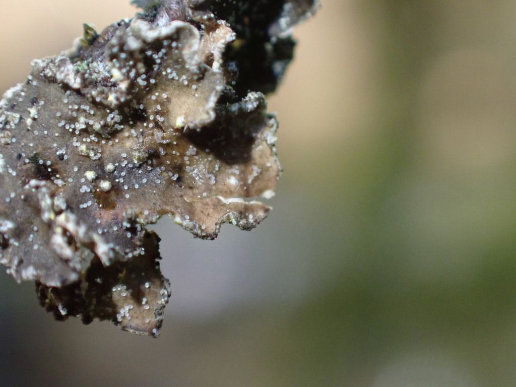 Red Listed Lichen