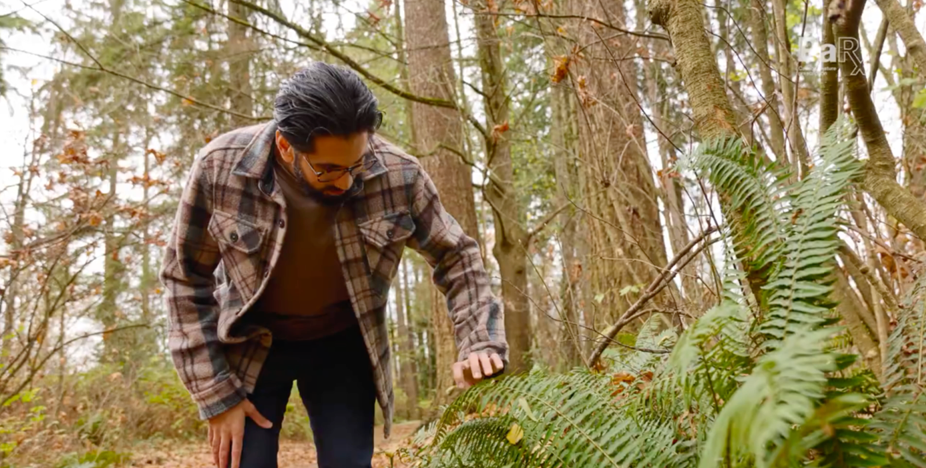 A person takes a look at some green ferns