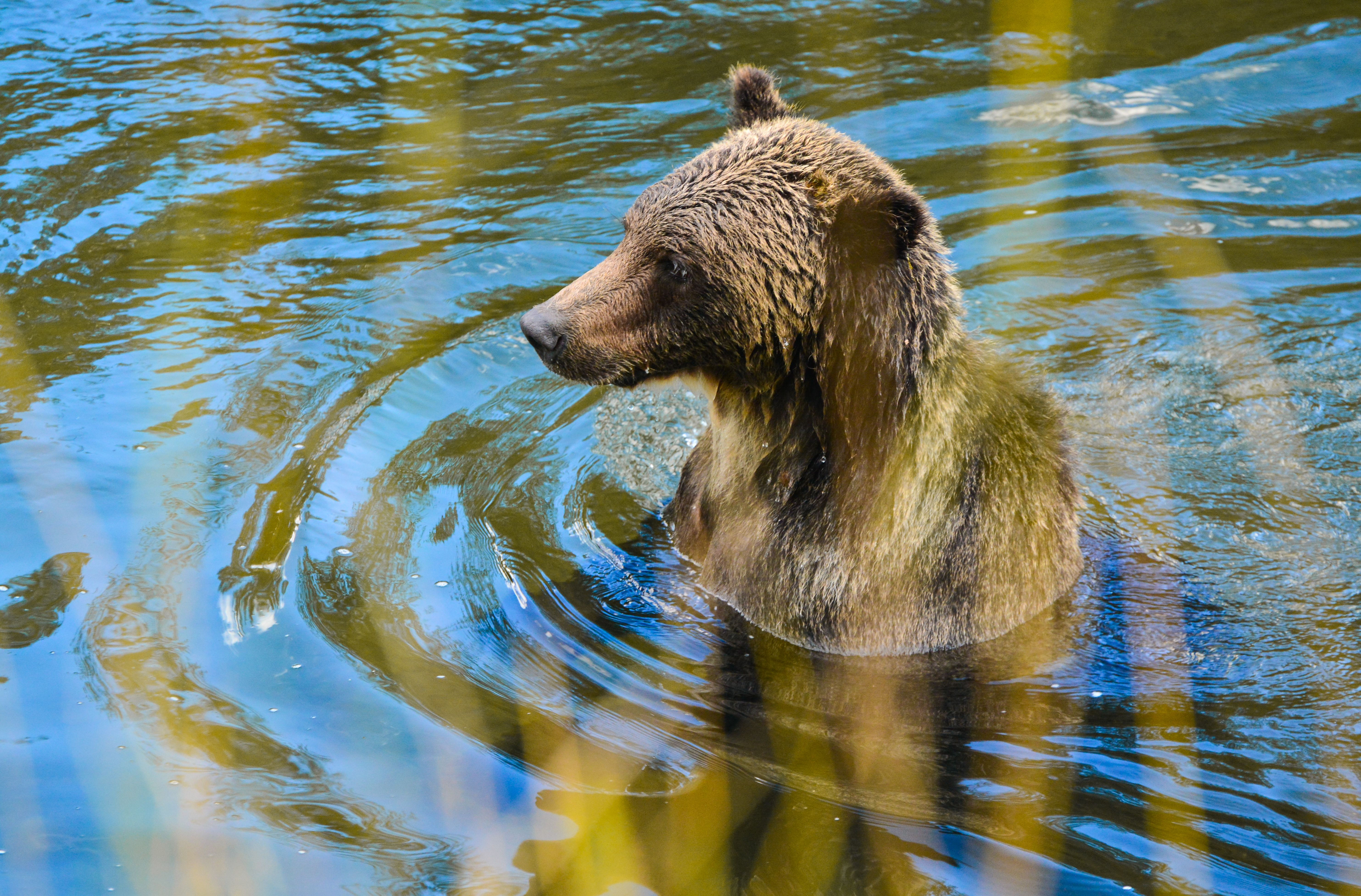 A grizzly bear raises its head out of water