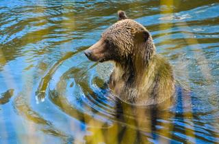 A grizzly bear raises its head out of water