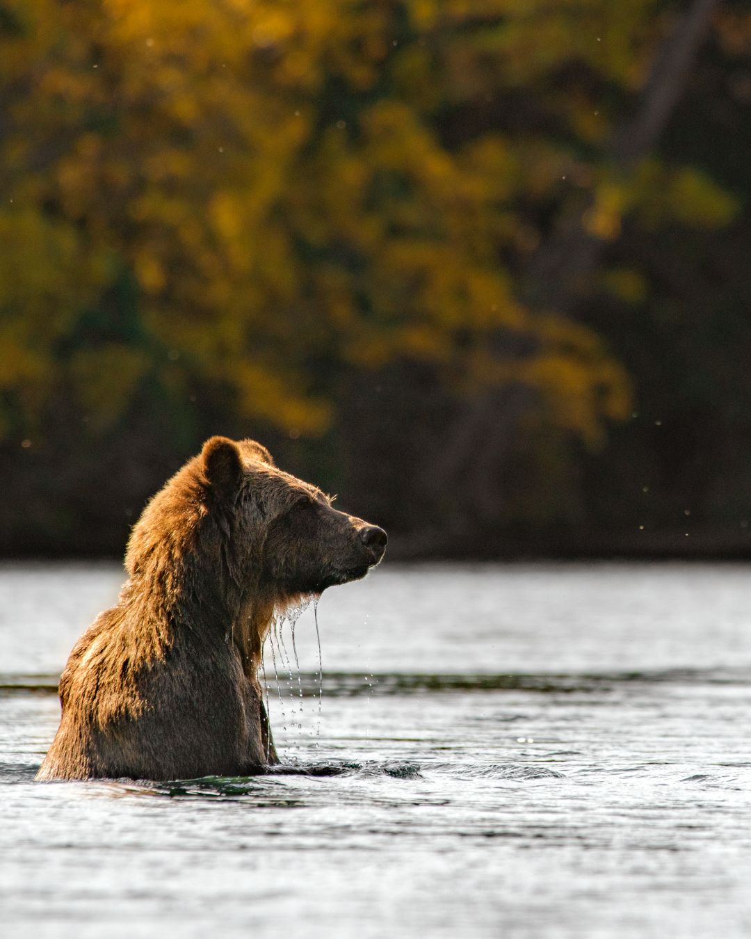 A grizzly bear emerges from the water under a setting sunset