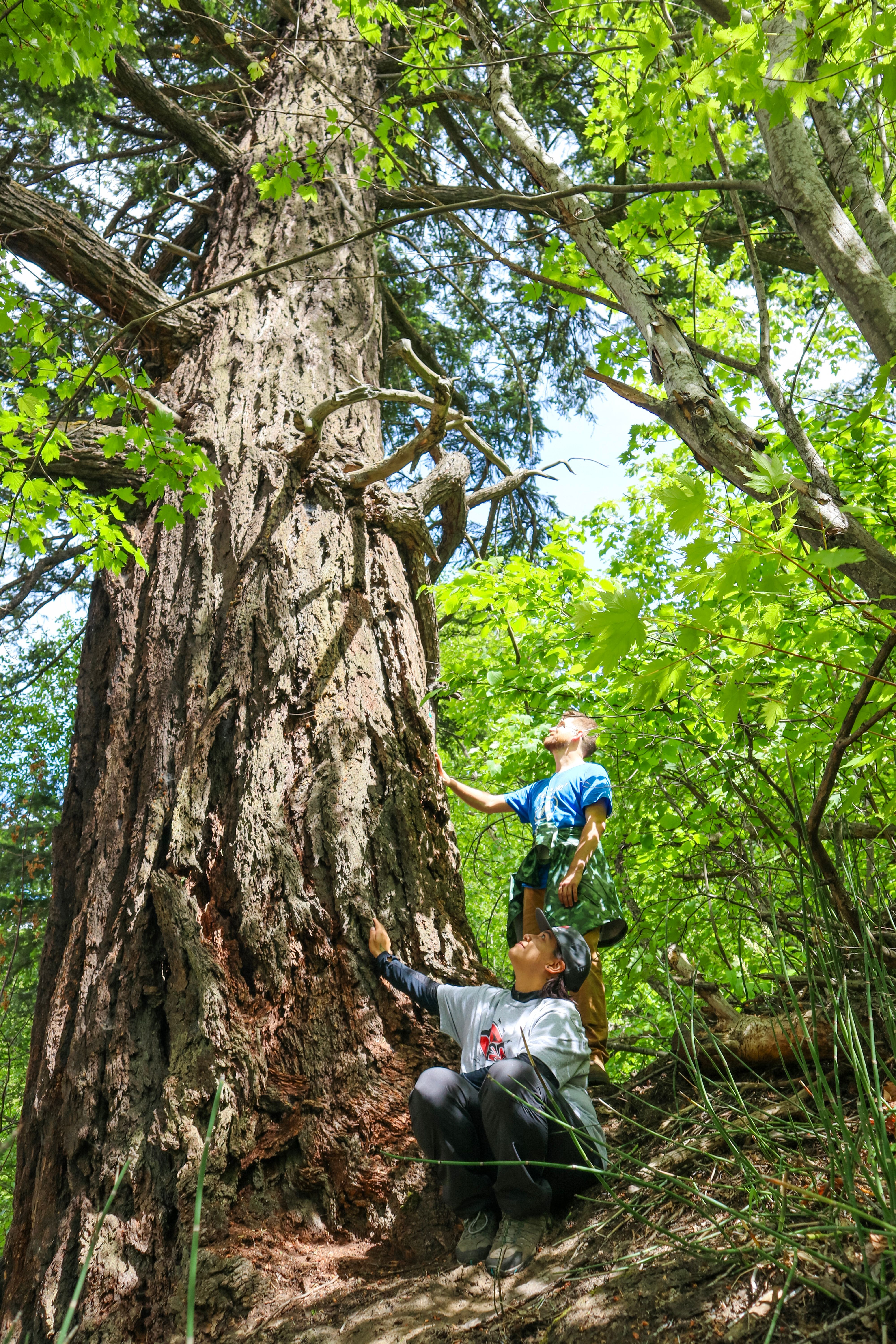 Children touch a tree