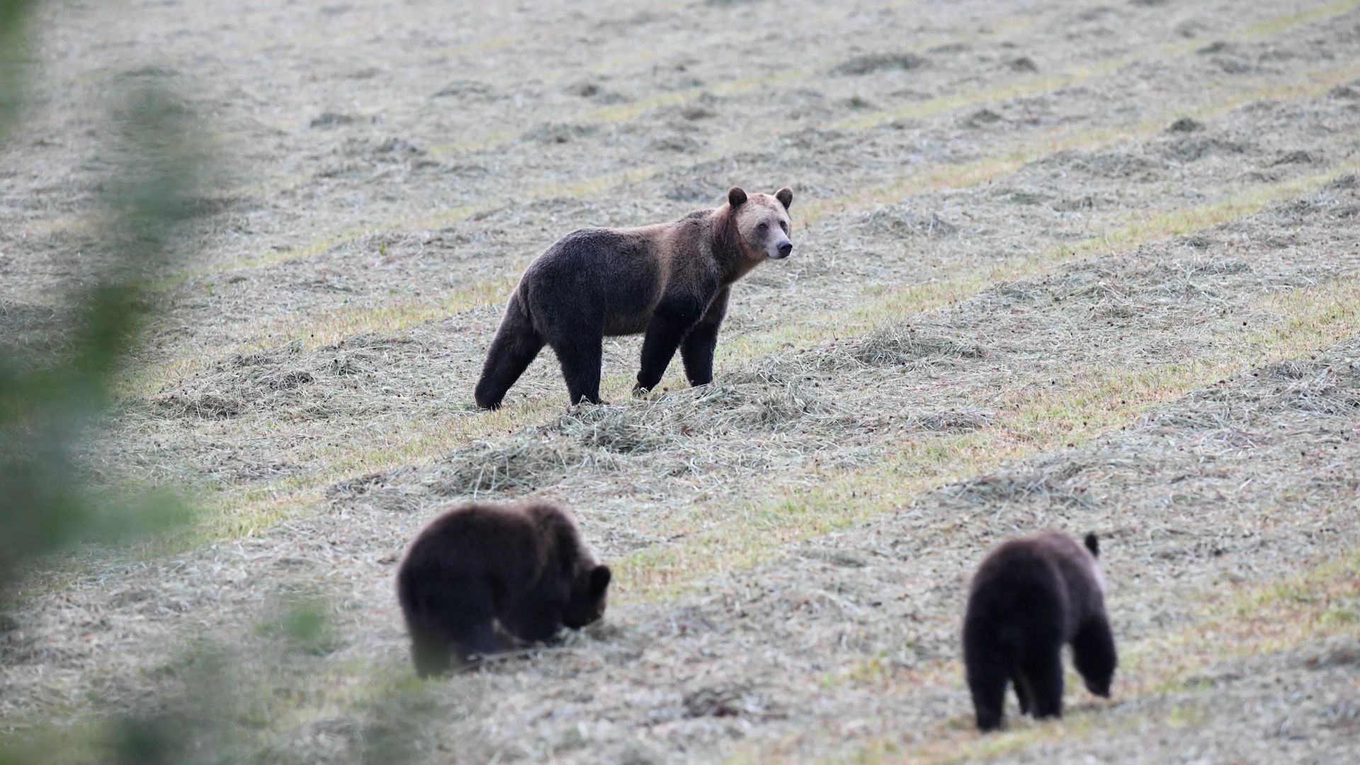 A mother bear and her cubs graze on a grassy knoll