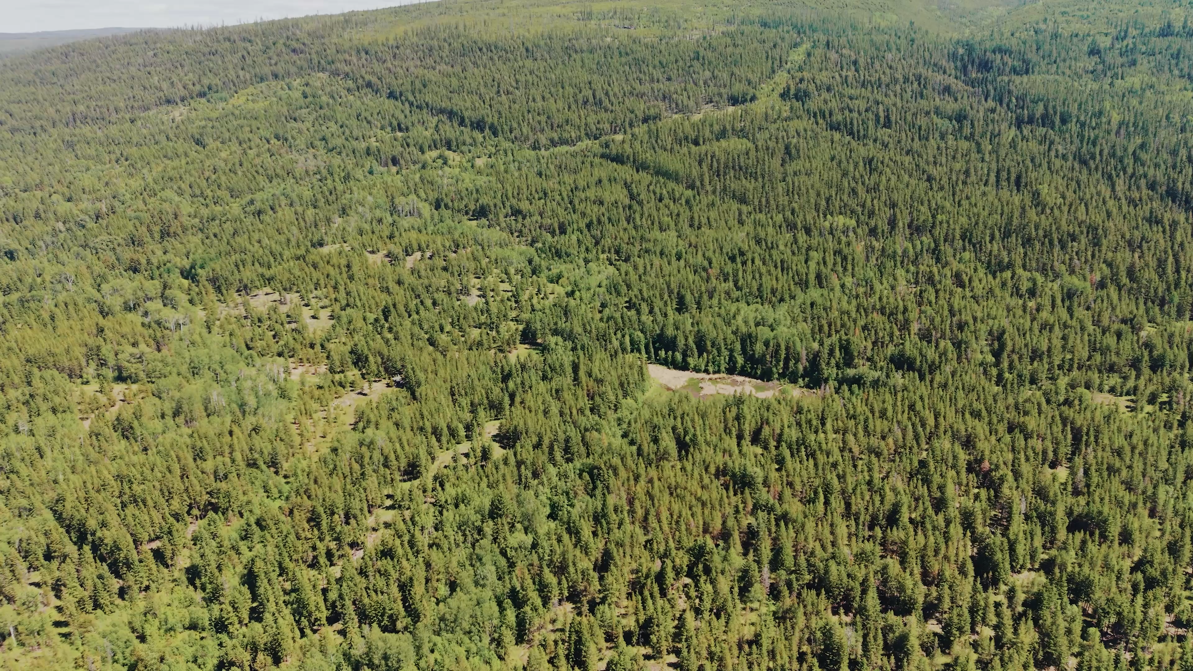 Forest at Myra-Bellevue Park