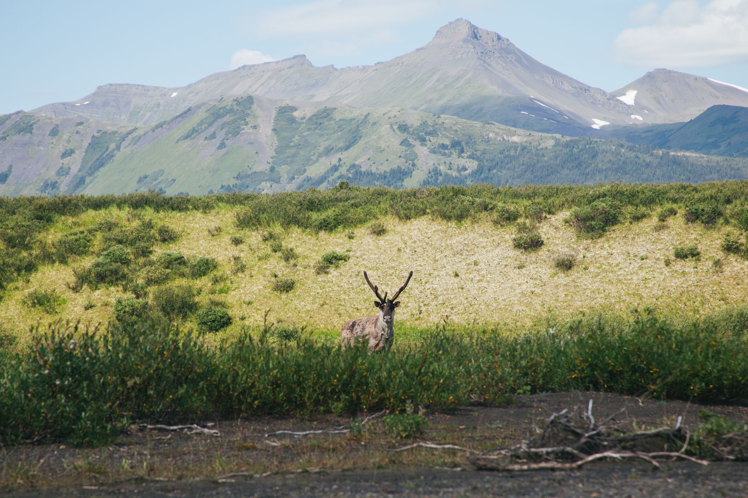 A caribou in front of the Skeena Mountains in Spatsizi Plateau Wilderness Park