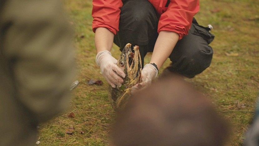 DPA holds salmon