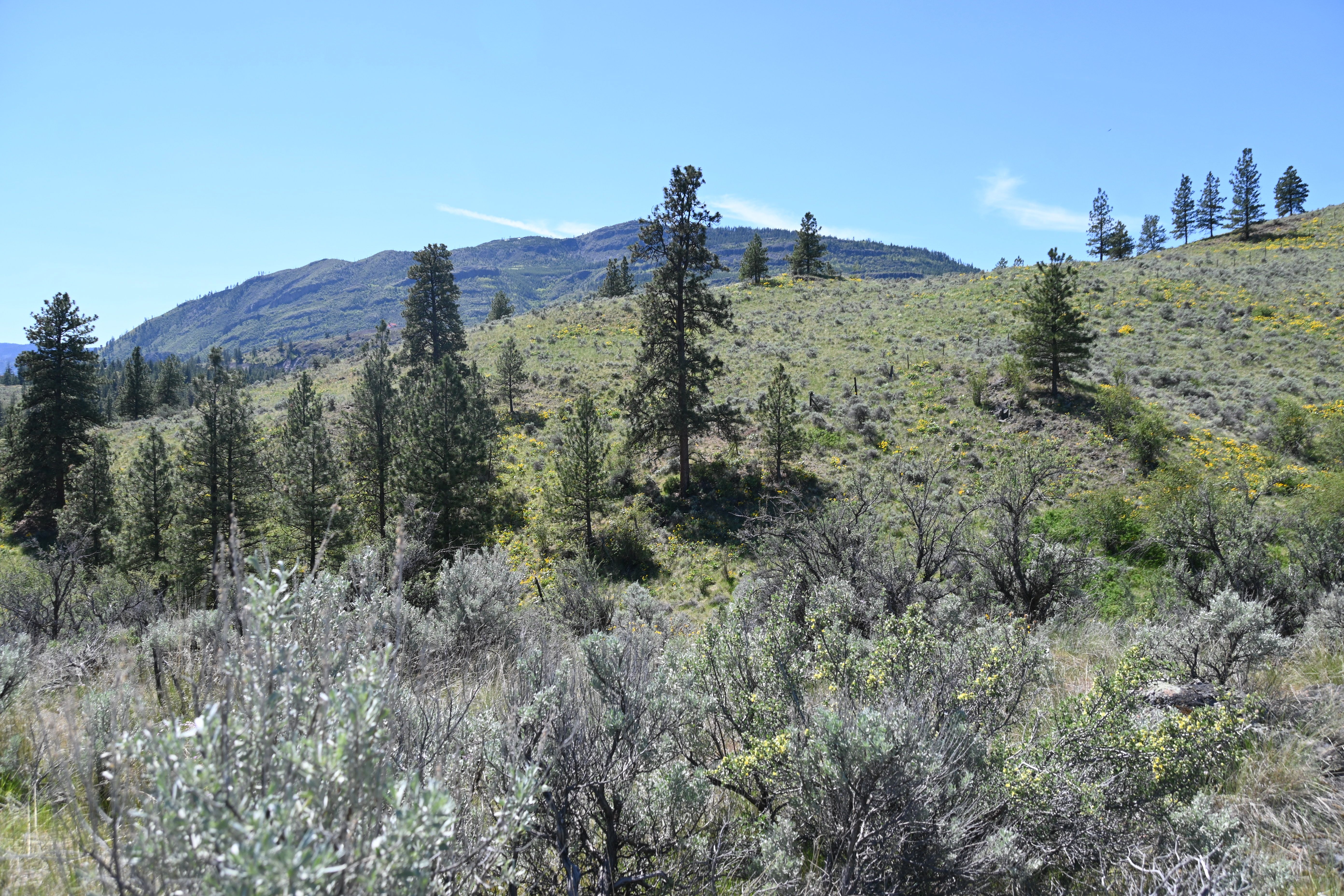 Grassy hillside with scattered pine trees and shrubs under a clear blue sky.