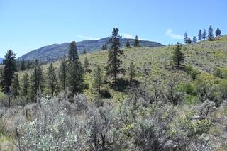Grassy hillside with scattered pine trees and shrubs under a clear blue sky.