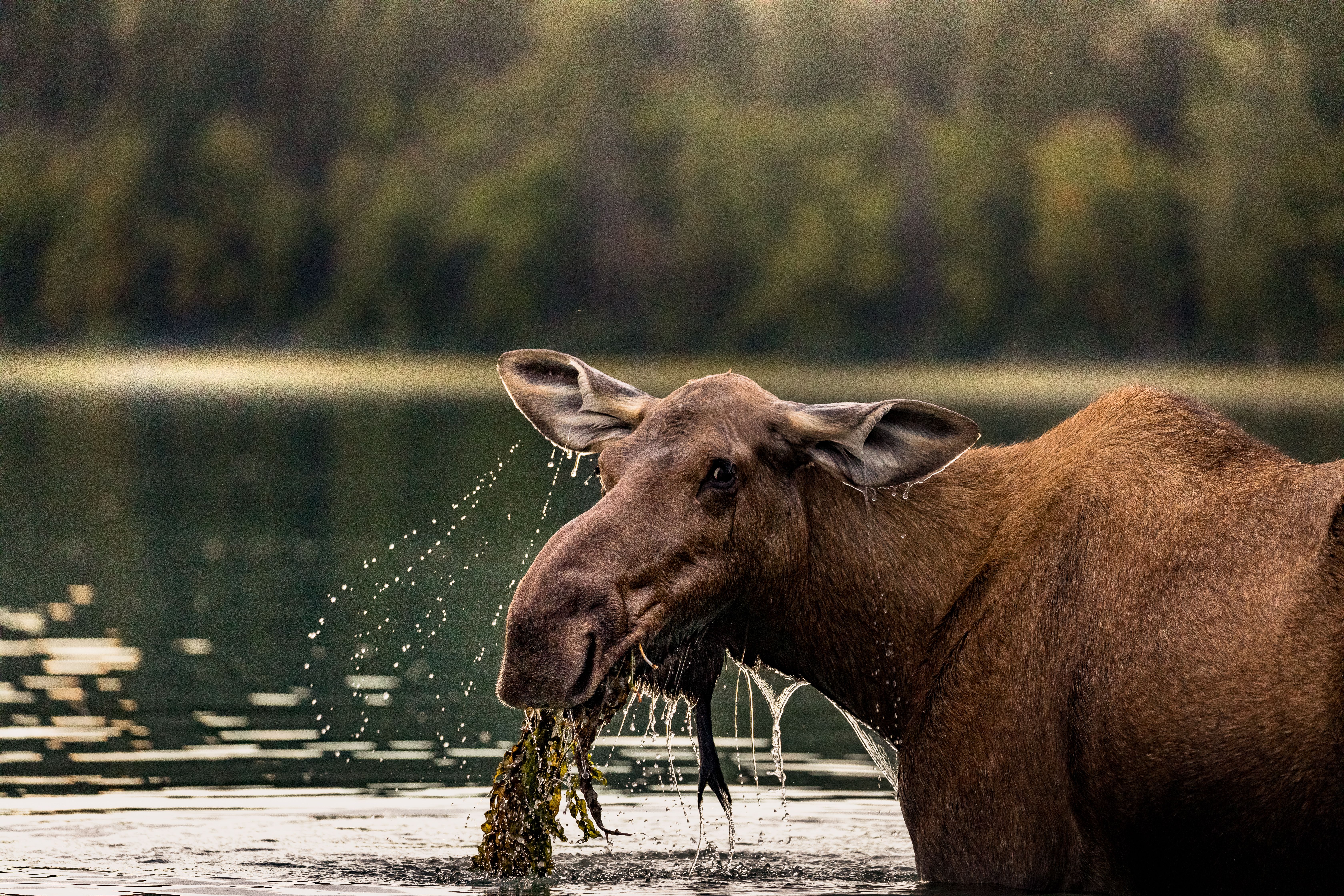 A moose lifts it head out of water, making a splash