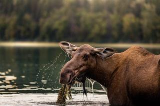 A moose lifts it head out of water, making a splash