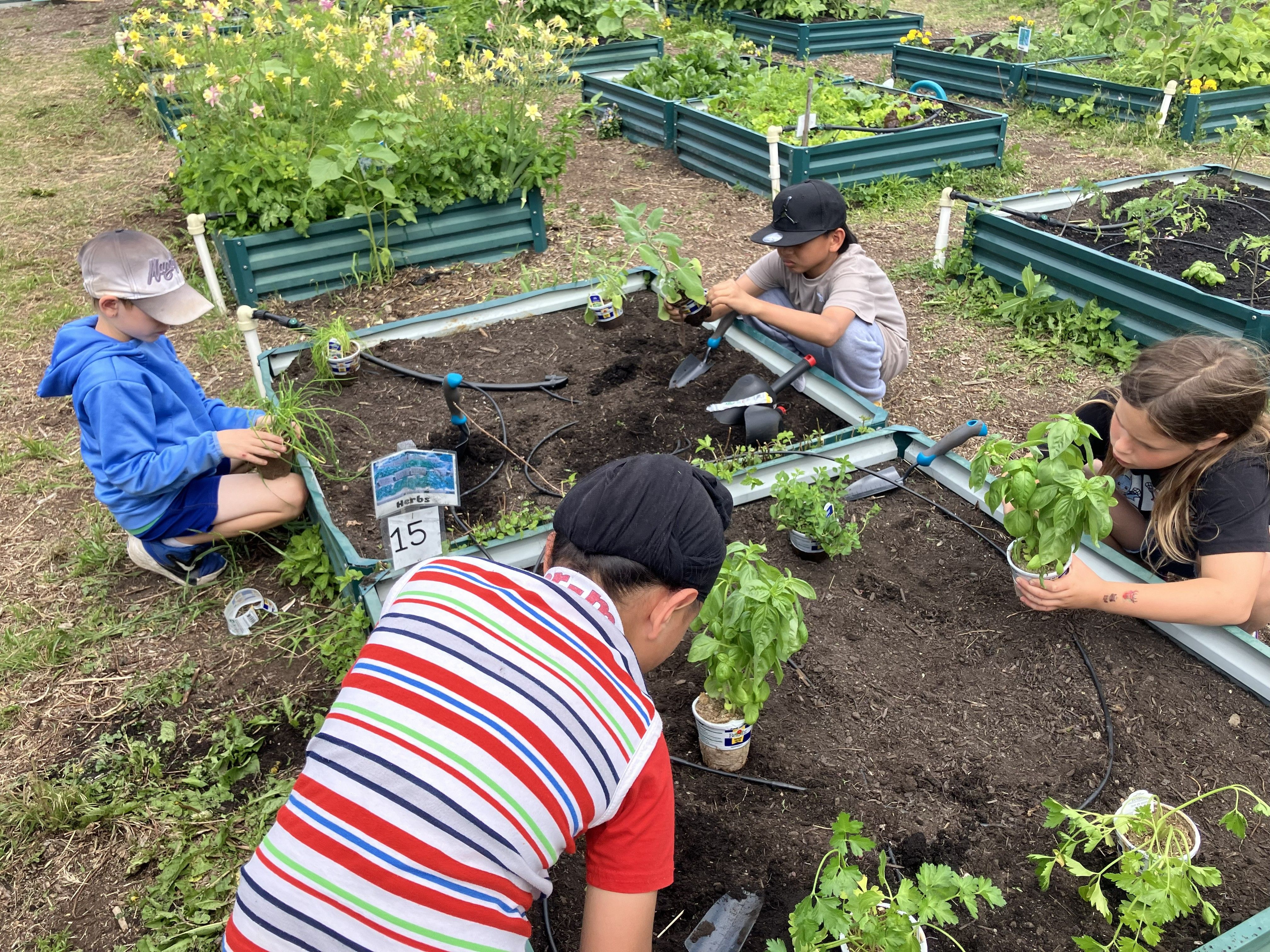 Children planting in raised garden beds.