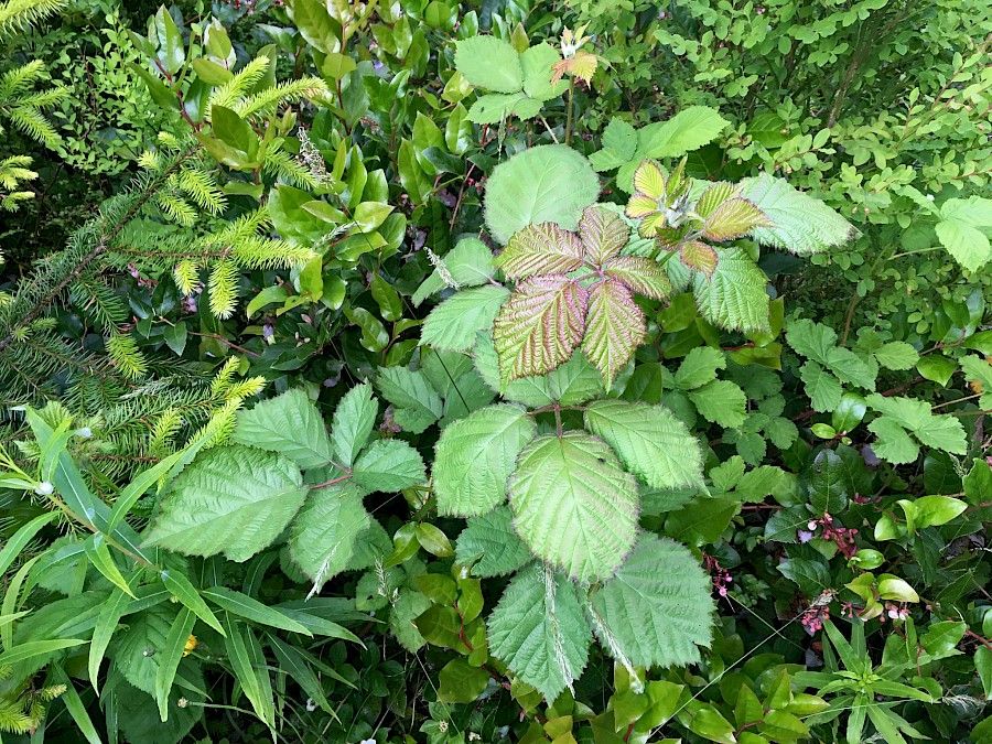 Himalayan blackberry growing in the Hakai Luxvbalis Conservancy by Brian Starzomski