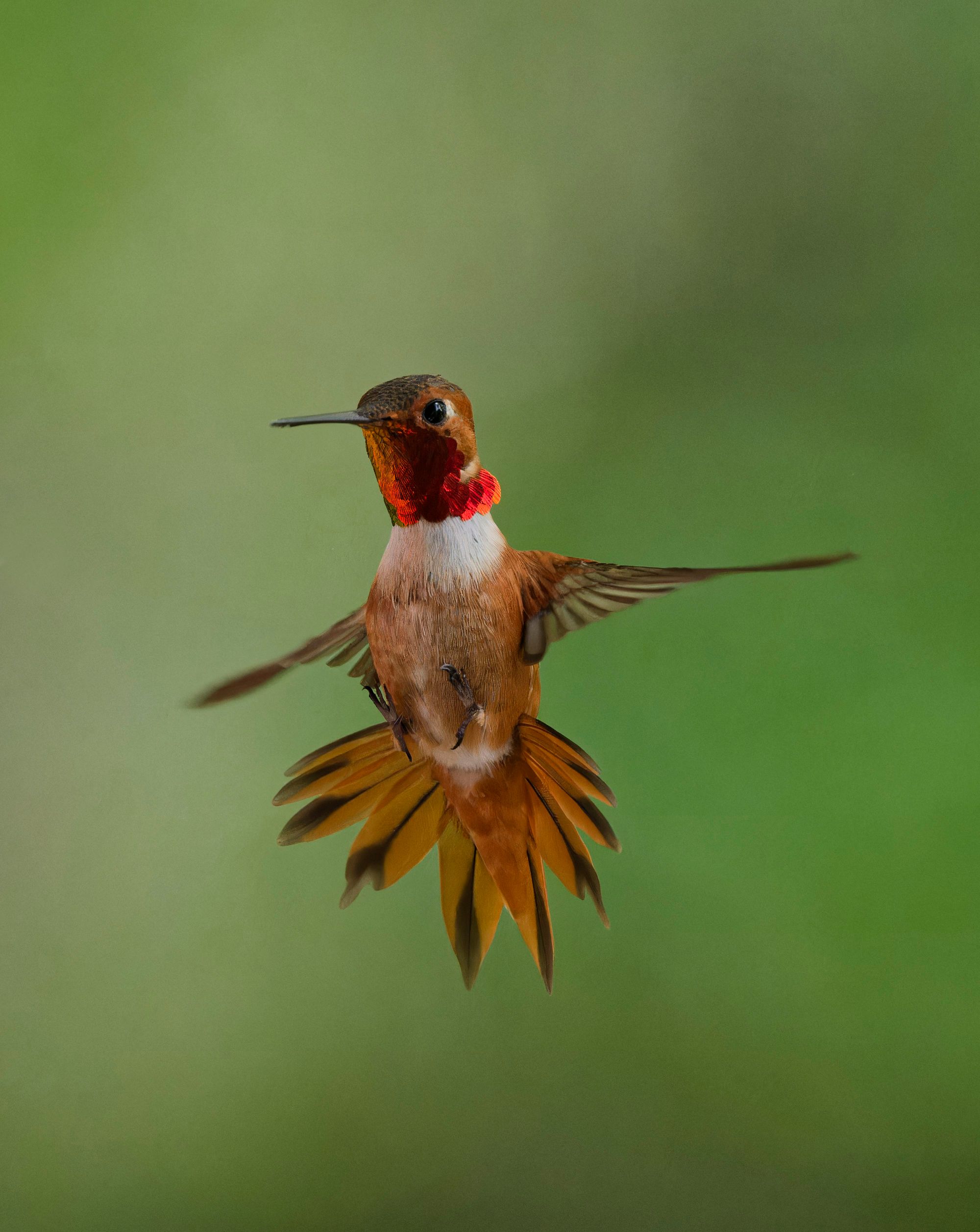 Rufous hummingbird