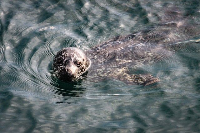Harbour seal in the water.