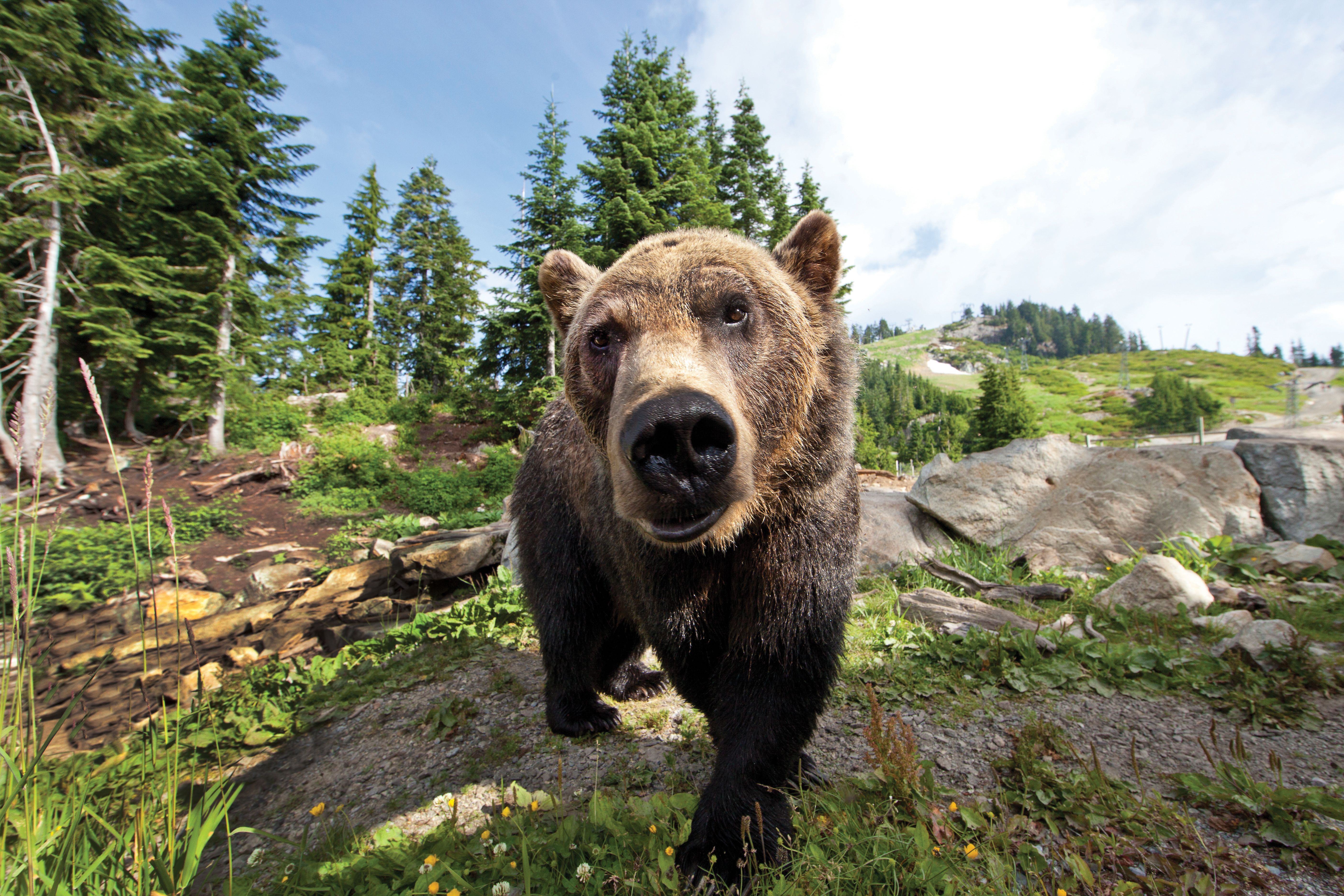 A bear pokes his snout right into the lens of the camera