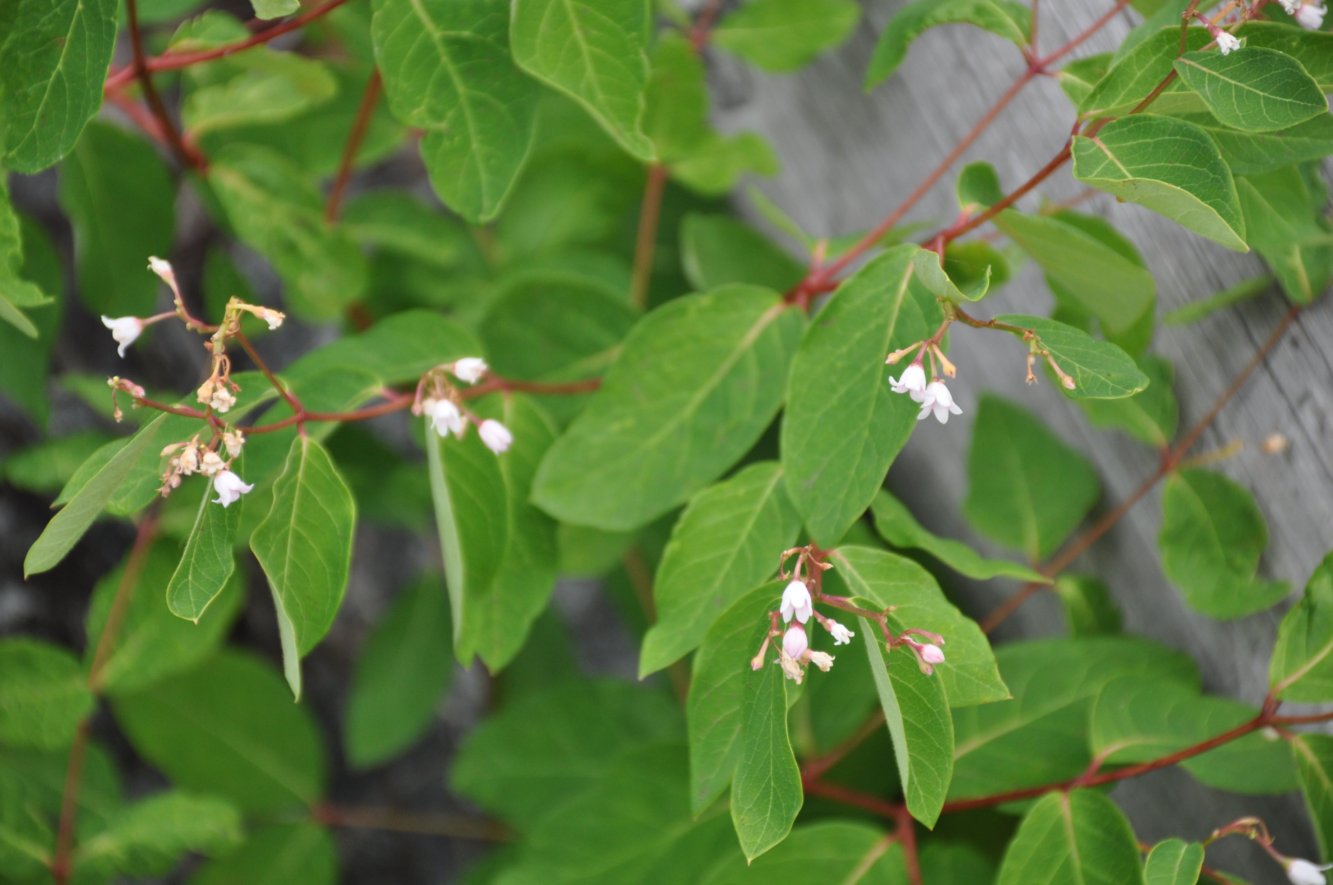 A close-up image of Spreading dogbane, small white flowers with bright green leaves and a reddish stem