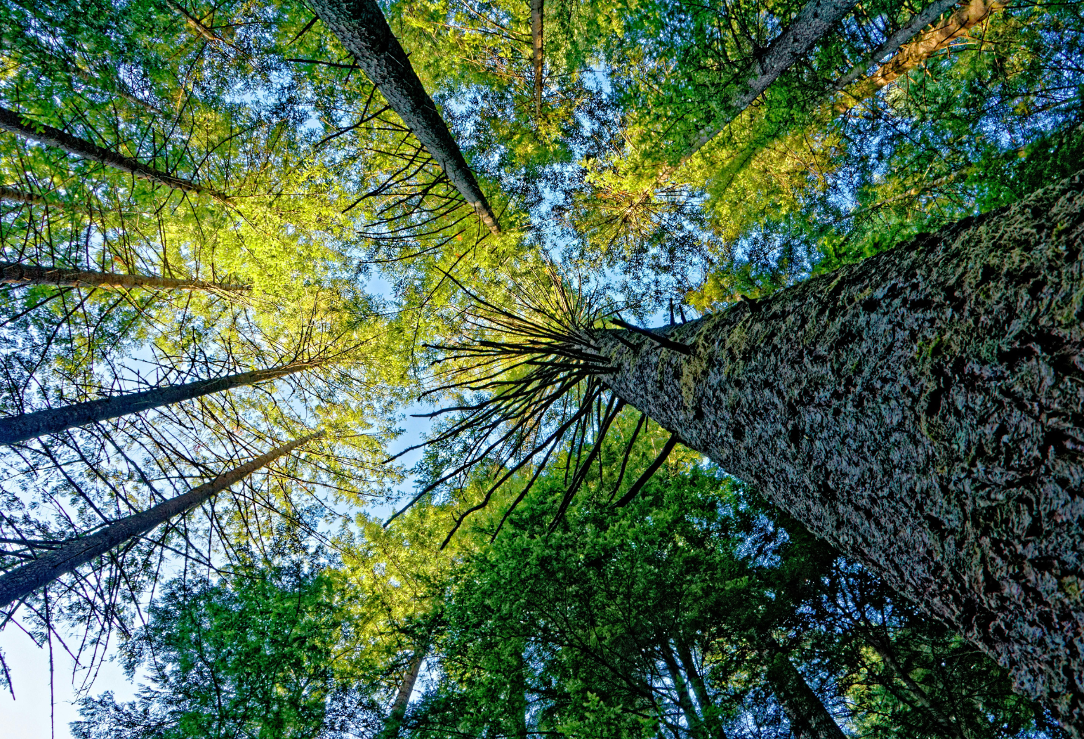 An upward view of a canopy from the base of a tree