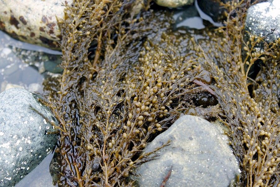 Japanese wireweed in the intertidal of Kunxalas Conservancy by Lena Dietz Chiasson