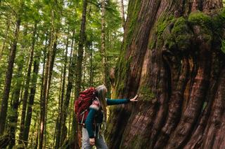 A person peers upwards from the root of the tree