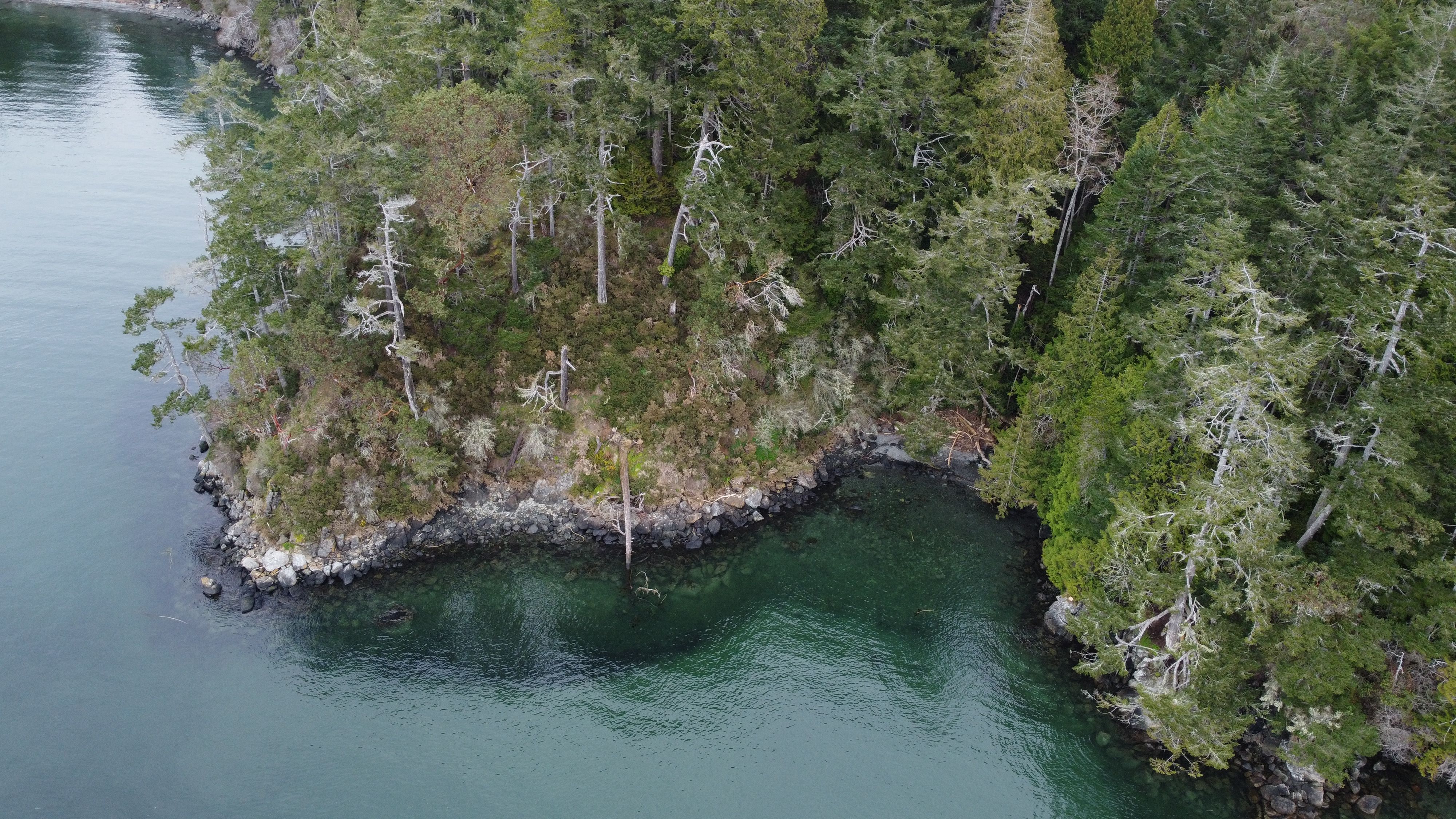 Aeriel shot of trees and water