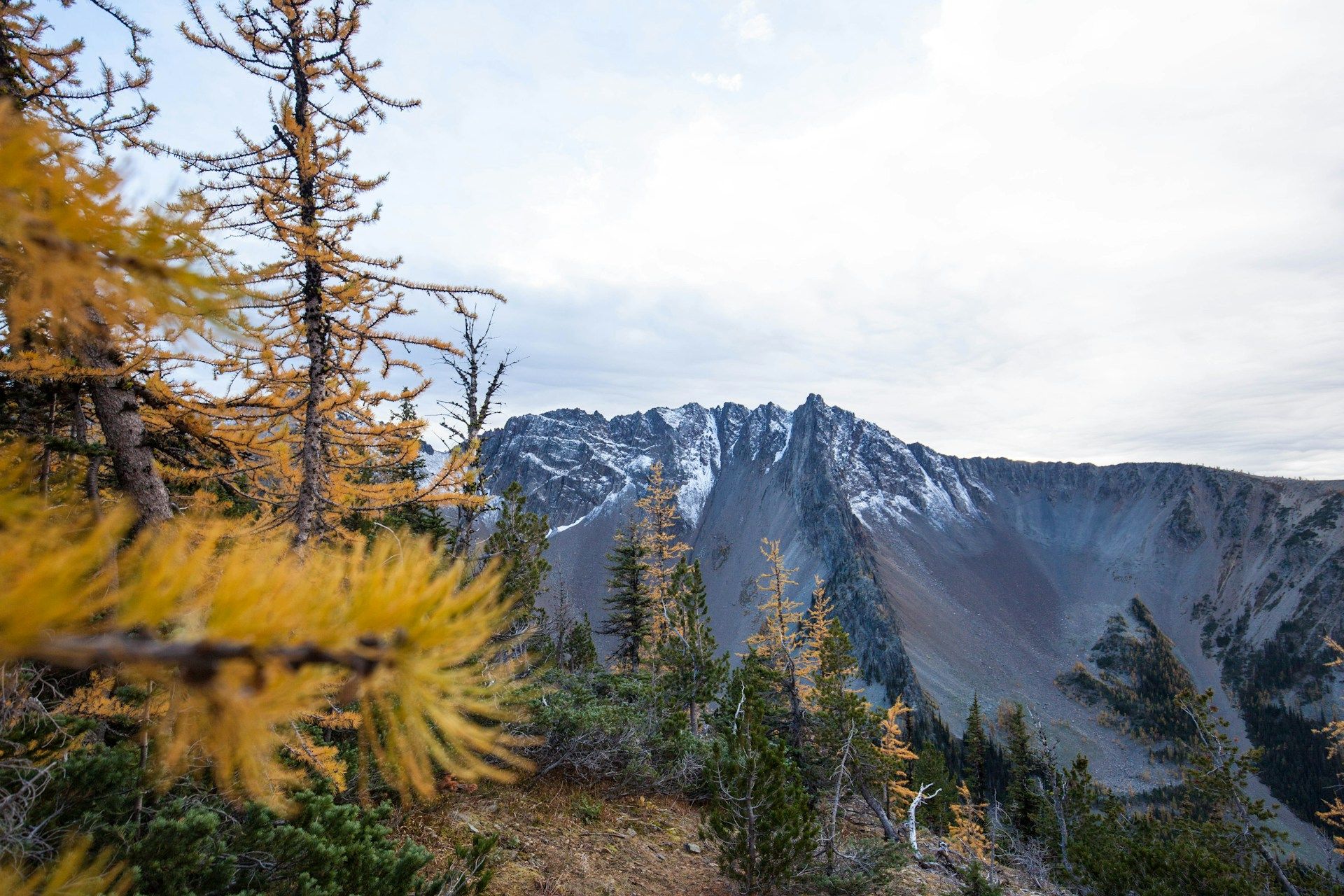 Golden larch trees and alpine evergreens overlooking a rugged gray mountain ridge lightly dusted with snow beneath a pale cloudy sky.