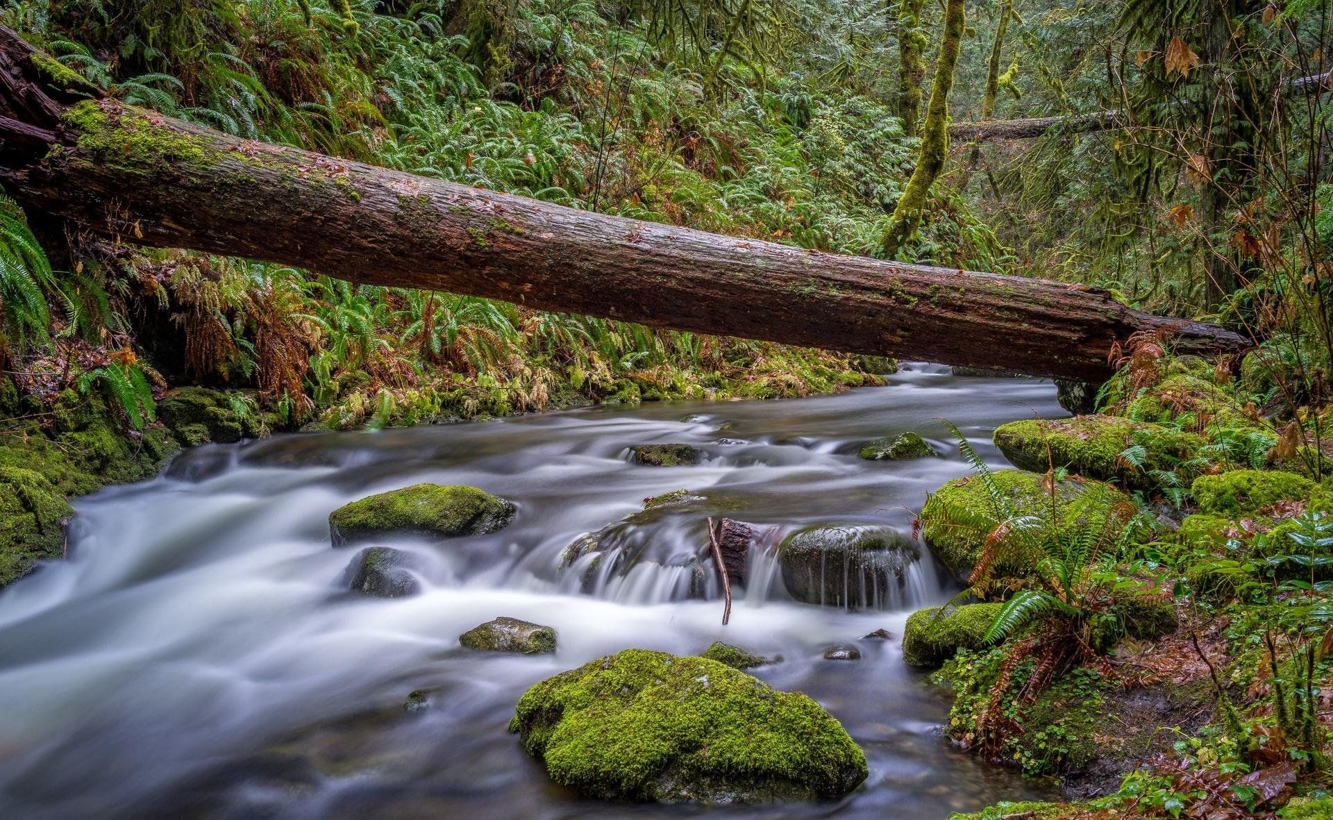 A moss-covered log stretches over a flowing creek in a dense forest.