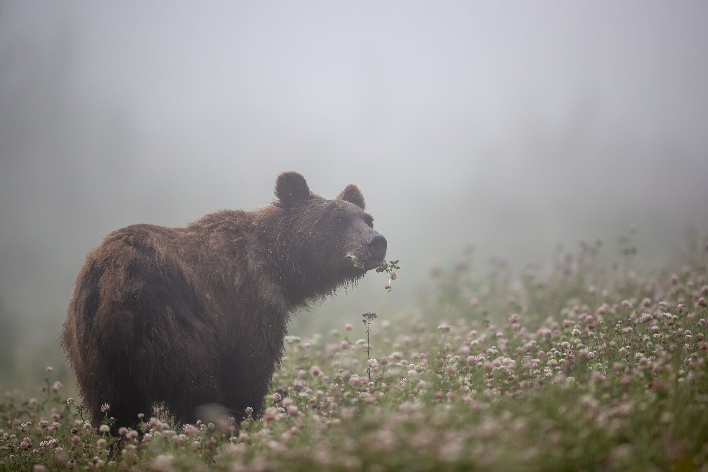 A bear chews grass and flowers in a misty field