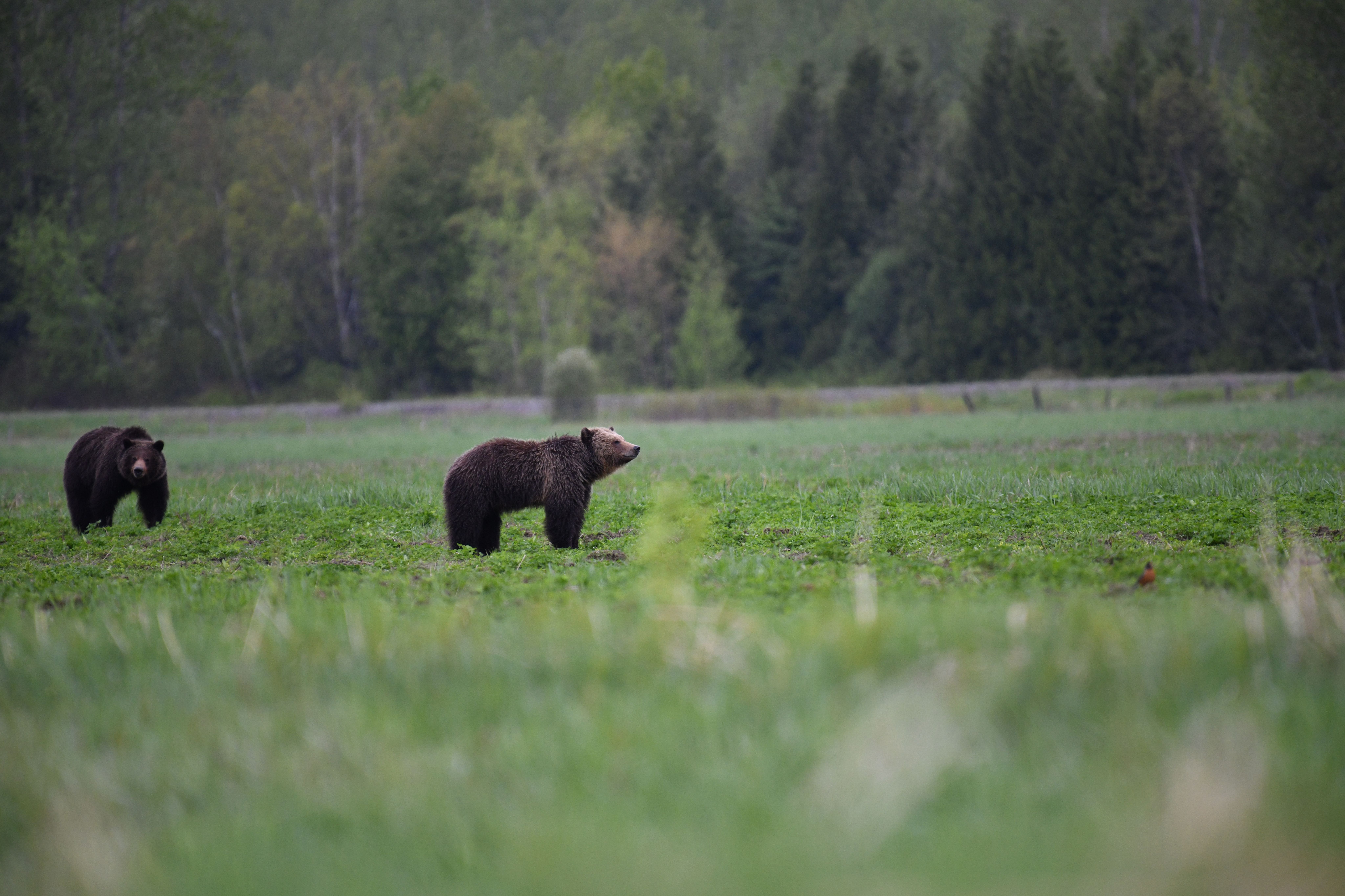 Two grizzly pairs stand amongst a grassy field