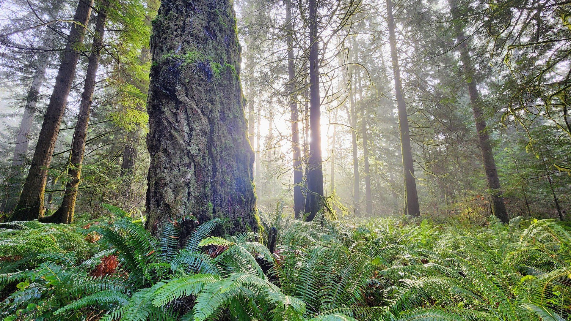 Sunlight shining through a lush forest in Deep Bay with tall trees and ferns