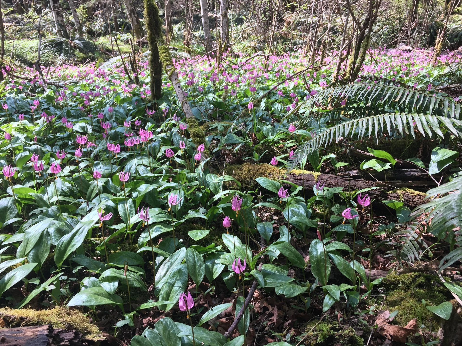 Pink wildflowers blooming across a lush forest floor surrounded by ferns and moss-covered trees.