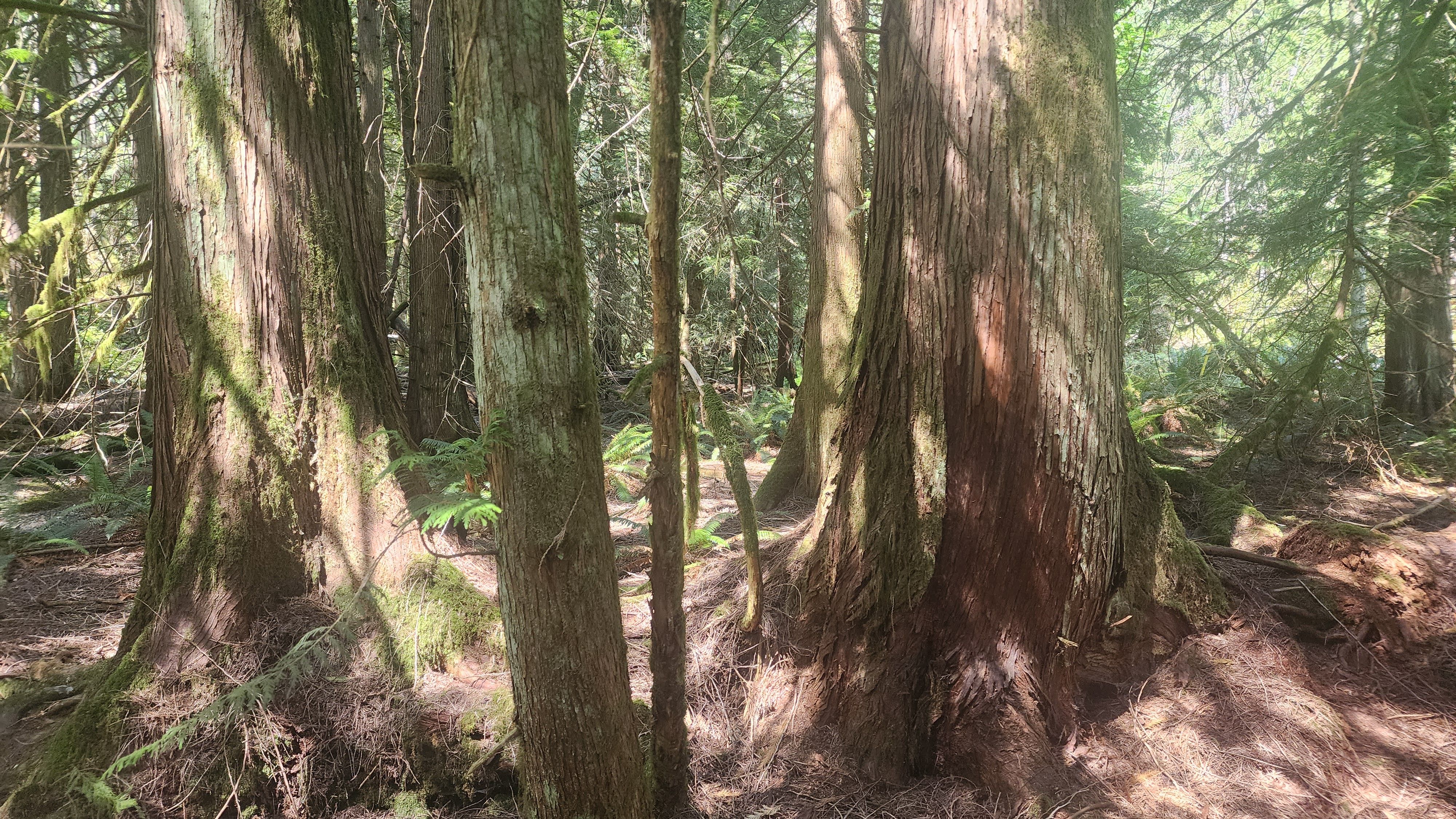 Trees in forest