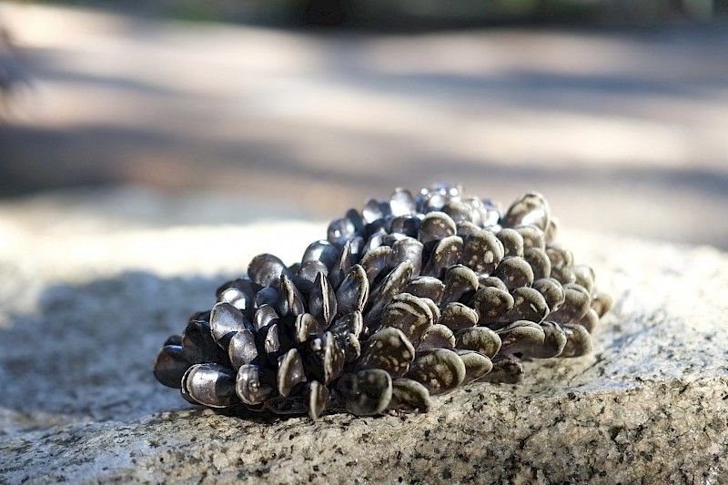 Mussel Formation artwork