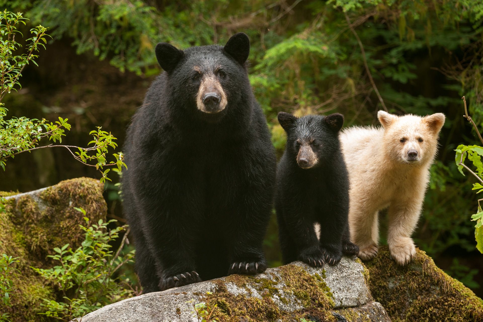 A family of bears perched on a rock look towards the camera