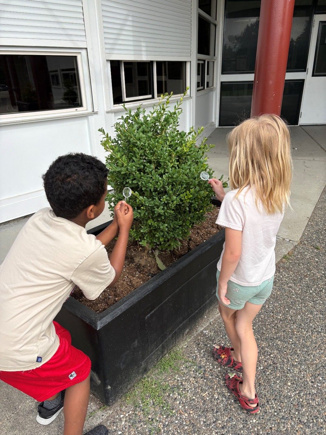 Two children examine a plant with magnifying glasses.