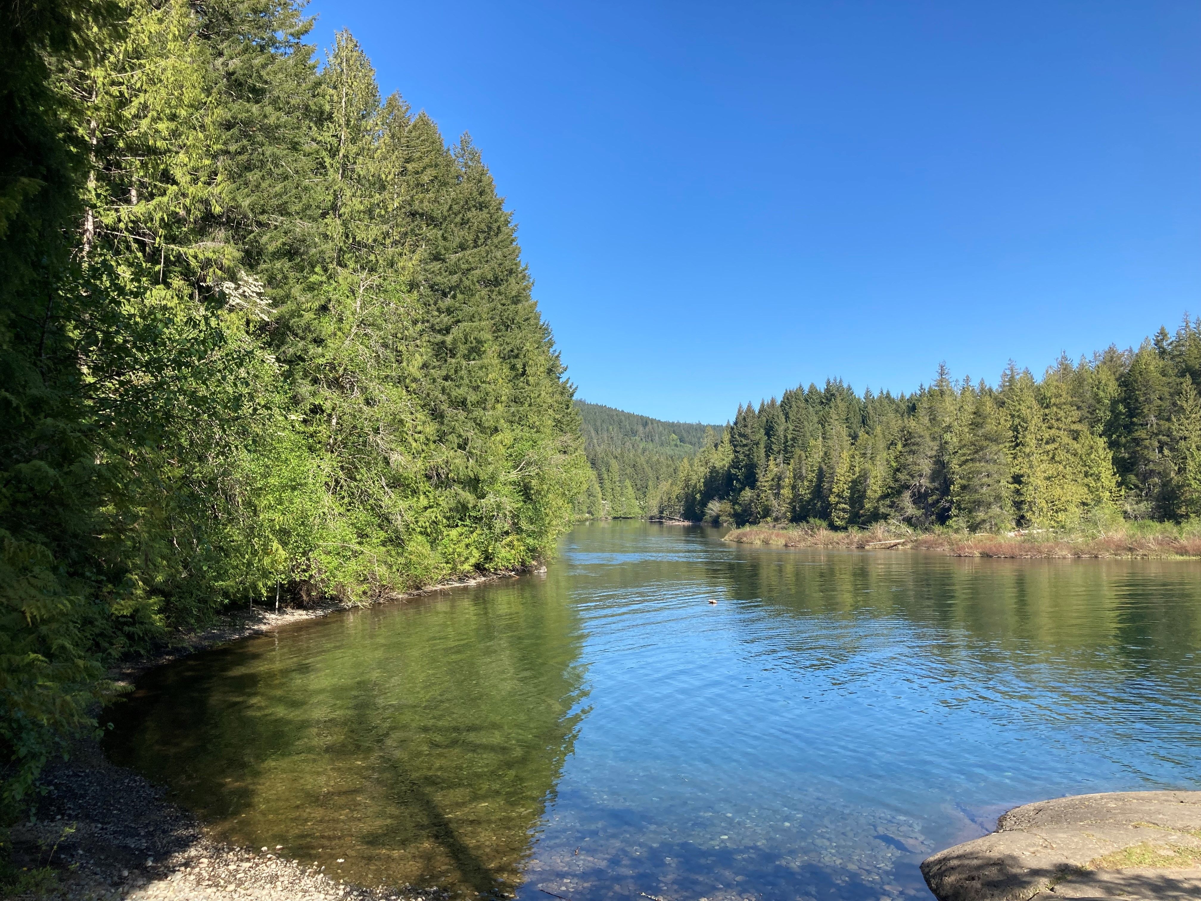 River and trees