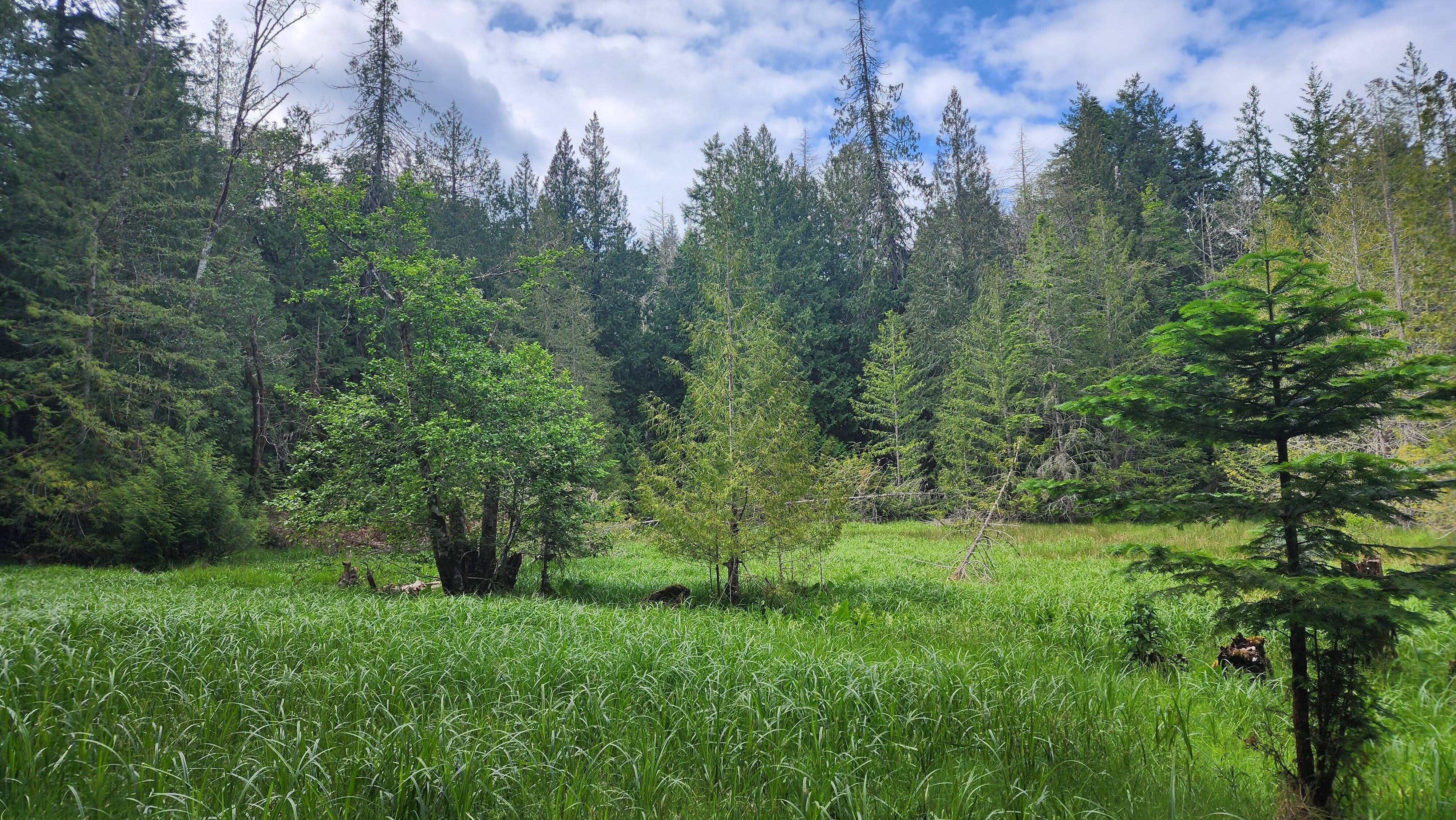 Salt Spring Island: Two properties totaling more than 40 acres of oceanfront and rare Douglas-fir forest are now permanently protected.