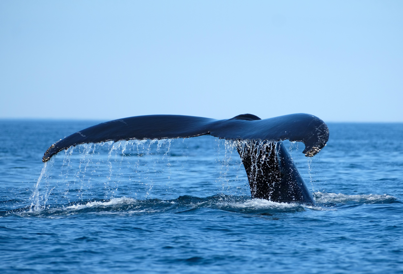 A whale's tail emerges from the ocean