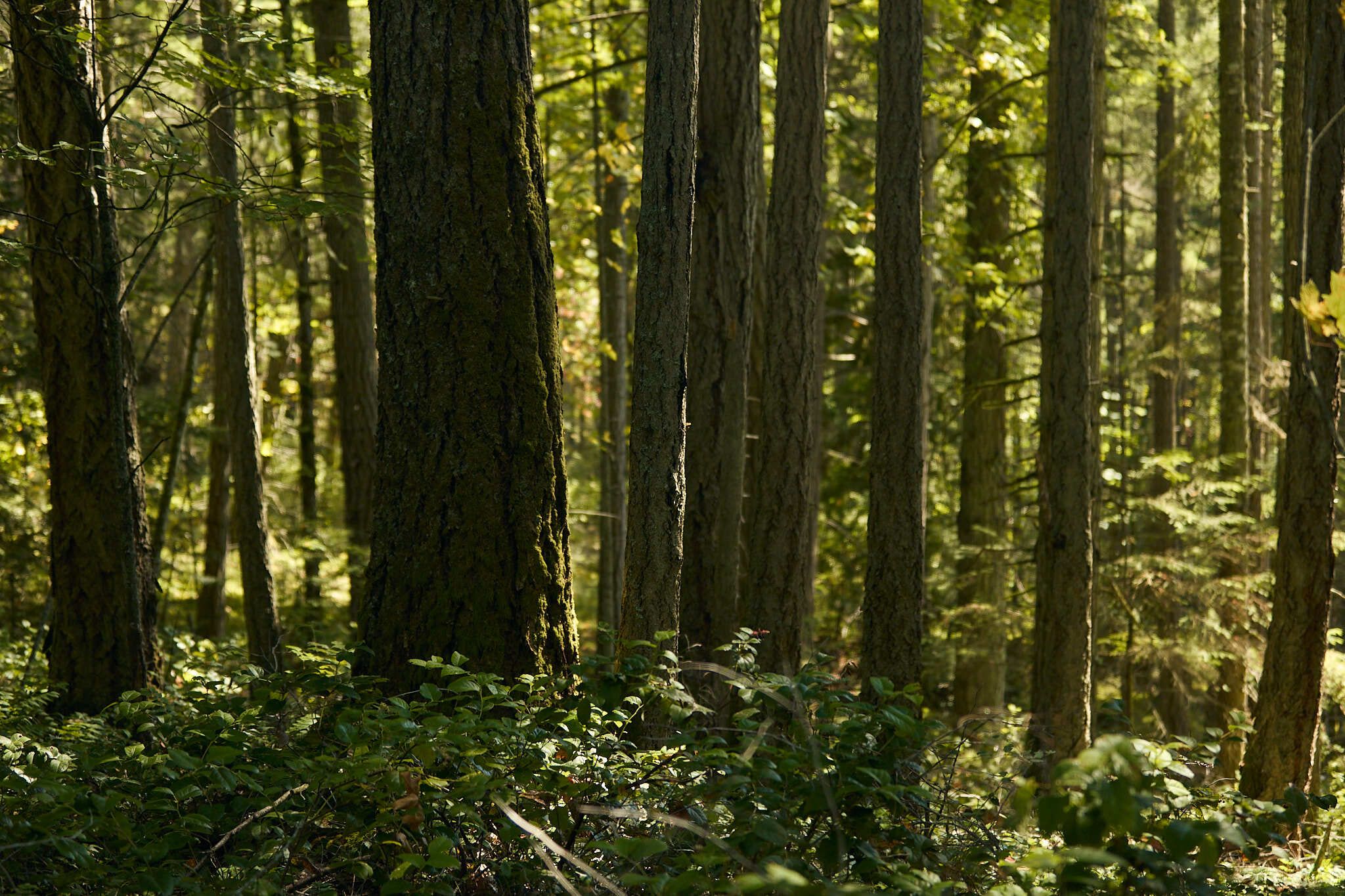 Old growth trees in a forest setting