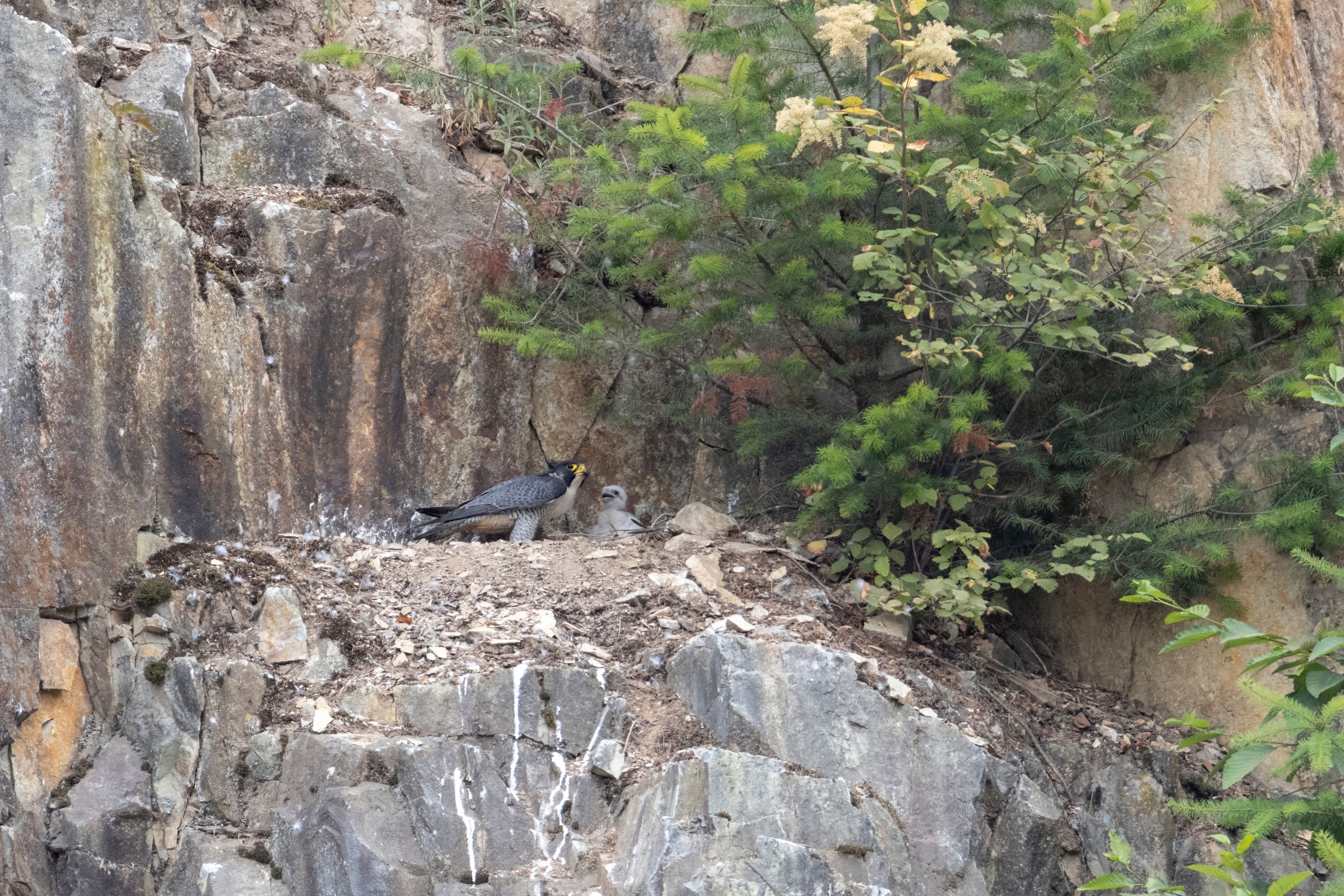 Juvenile peregrine falcon nests in a quarry in Abbotsford, BC.