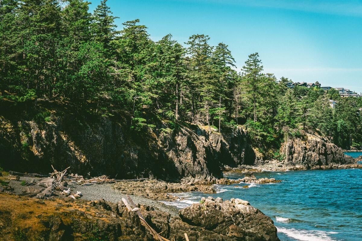 Rocky coastline lined with evergreen forest beside blue ocean water.